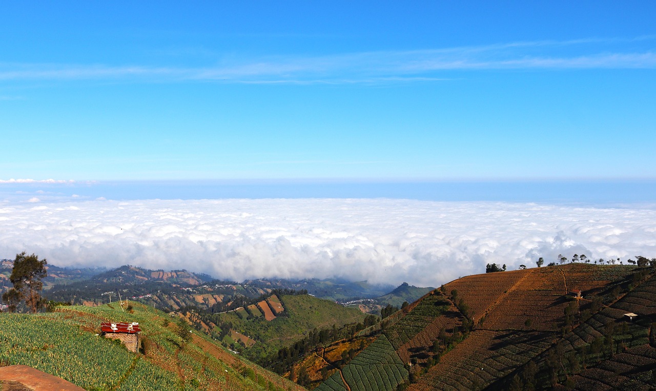 雾森：悦借app详情下载教程