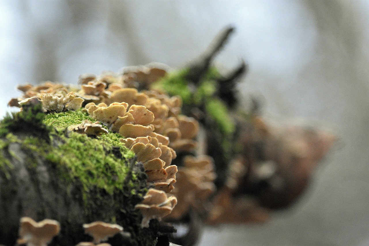 如何防止开挂的玩家和被攻击的玩家之间的斗争扰乱游戏？